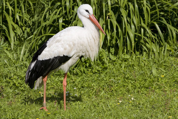 Storch