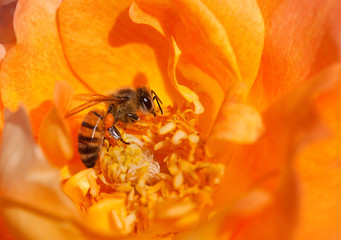bee orange flower - 23635586