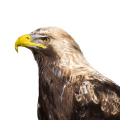 Eagle 2796