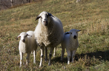 Obraz premium Le tre pecorelle