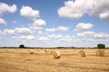 Fototapeta premium Hay bales on a field with blue sky and white clouds over it
