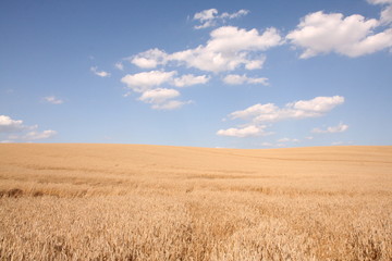 Field of cereal