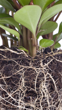 Plant with root and soil