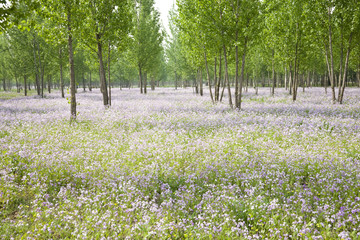 flower field and woods in spring day