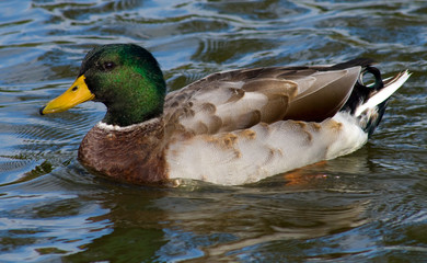 Mallard Duck