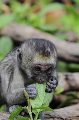 Vervet monkey (Cercopithecus aethiops) at lake Nakuru, Kenya