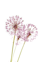 Close up of the flowers of some Chives