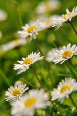 Gänseblümchen auf der Wiese