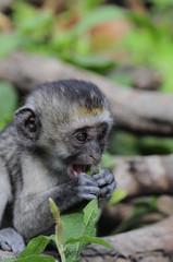 Vervet monkey (Cercopithecus aethiops) at lake Nakuru, Kenya