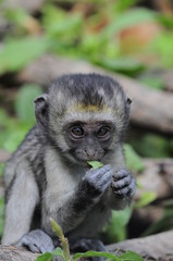 Vervet monkey (Cercopithecus aethiops) at lake Nakuru, Kenya