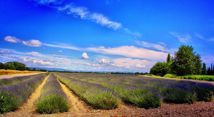 Obraz premium Un champ de lavande lumineux