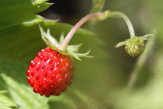 Walderdbeeren