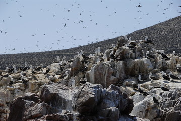 Colony of birds on the rocks of Islas Ballestas
