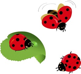 A set of different lady-bugs