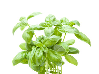 growing young sweet basil plants isolated on white