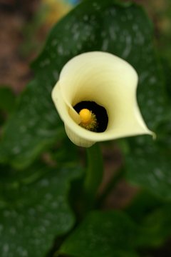 Zantedeschien (Zantedeschia) Bl&uuml;te