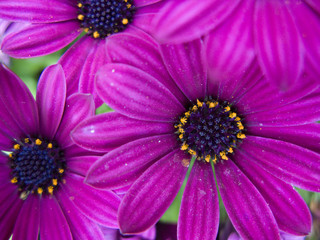 Obraz premium close up of flower head
