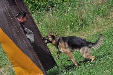 entrainement de chien policien