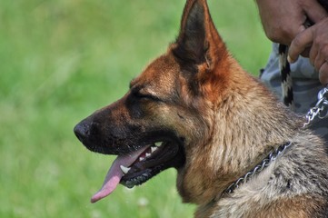 berger allemand