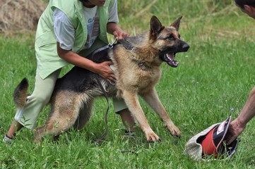 entrainement de chien policien