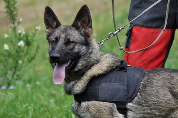 entrainement de chien policien