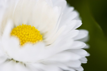 Fototapeta premium Daisy