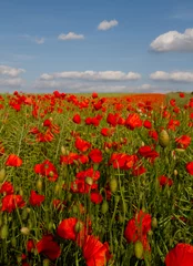 Foto op Plexiglas Bloom of scarlet poppies in an oilseed rape field © Chrispo