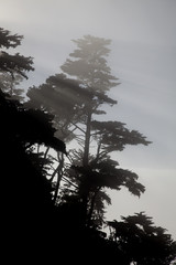 Point Lobos Trees in the Mist _MG_1741