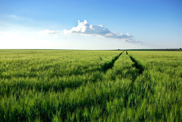 Fototapeta na wymiar Wheat field at Portugal.