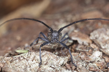 Small white-marmorated long-horned beetle on wood.