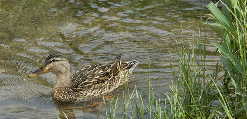 Cane sur l'ardèche