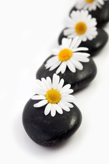 Flowers on stones