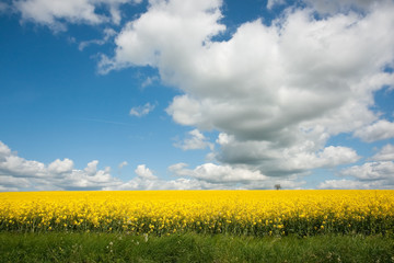 Rapeseed field