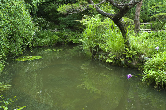 庭園の池