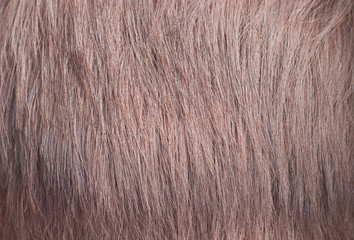 Female hair - red copper | Texture