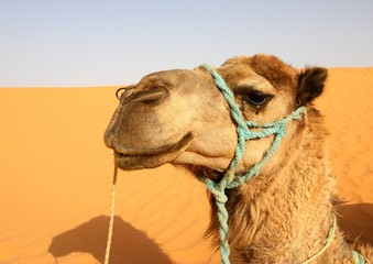 Tunisie - Sahara - Chameau