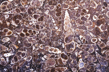 fossil turritella agate rough slab
