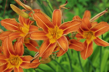 Fototapeta premium petali arancioni