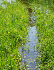 Swamp Area at Lake - Sumpfgebiet am See