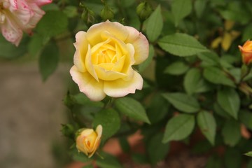 gelbe Rose