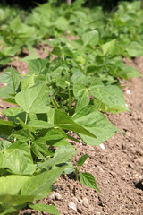 Plant de pommes de terre