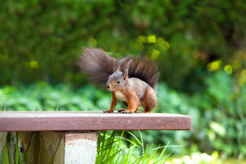 Eichhörnchen - braunes Eichhörnchen - Squirrel