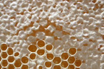 Plaster pszczeli z miodem
