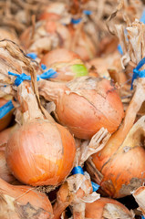 たくさんの玉ねぎ