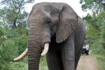 National Park Chobe