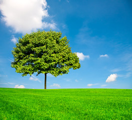Fototapeta na wymiar Nature:The green grass and tree