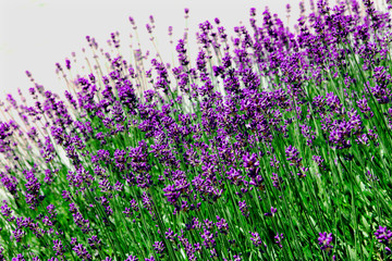 Obraz premium Lavendel - lavender - Lavendula angustifolia