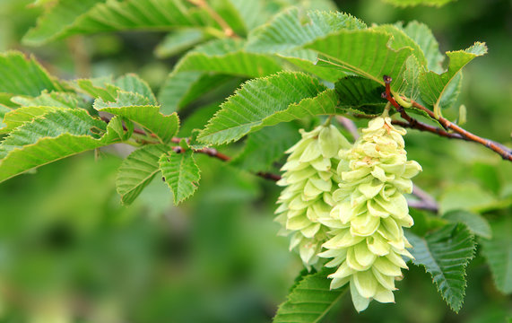 Hopfenbuche - hophornbeam - Ostrya carpinifolia