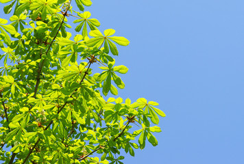 Aesculus & Sky - Kastanienblätter & Himmel