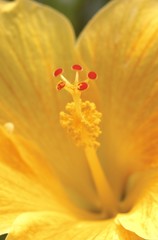 黄色のハイビスカス